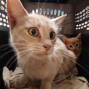 Scared 3 Kittens found #A-2667 pet adoption WAGS