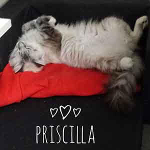 Priscilla reminds you that all cats/kittens are $25 to adopt WAGS