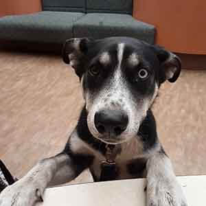 Sweet female dog found #A-2679 pet adoption WAGS