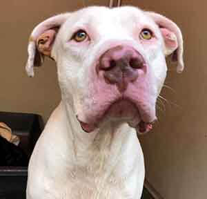 Lambert reminds you that ALL spayed/neutered dogs over 7 months of age are only $100!!! WAGS