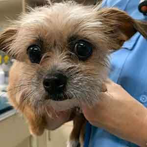 Small female dog found #A-2728 pet adoption WAGS
