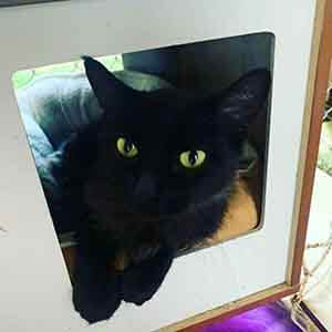 Marcy is a beautiful 2 years old cat that’s ready for adoption