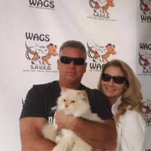 cute big cat adopt at WAGS