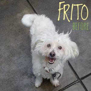 frito before groom WAGS