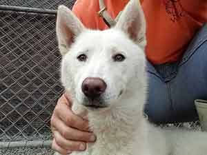 Lilo is back with us. She is a Shiba mix, pet adoption WAGS