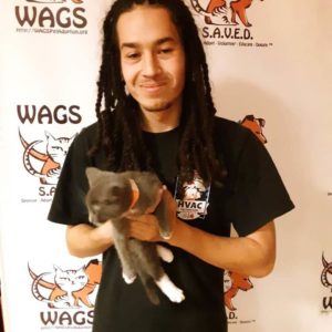 lovely cat adopt at WAGS