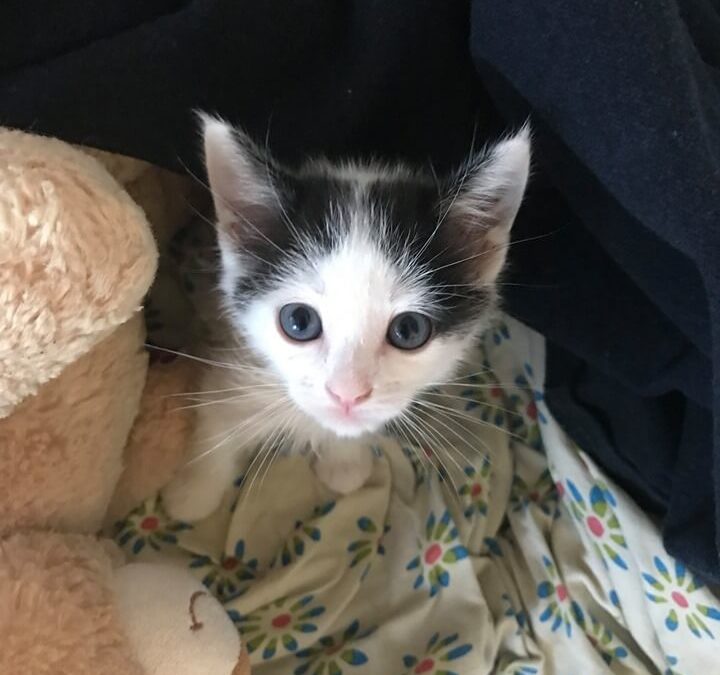 WAGS has had an estimated 1600 kittens come through our shelter