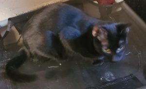 black kitten adoption at WAGS