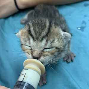 One of 4 bottle babies in need of foster. They are good eaters WAGS
