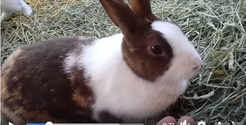 cute rabbits at WAGS for adoption