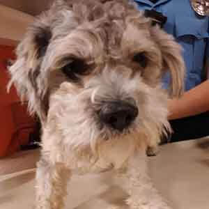 intact male dog found Stanton WAGS