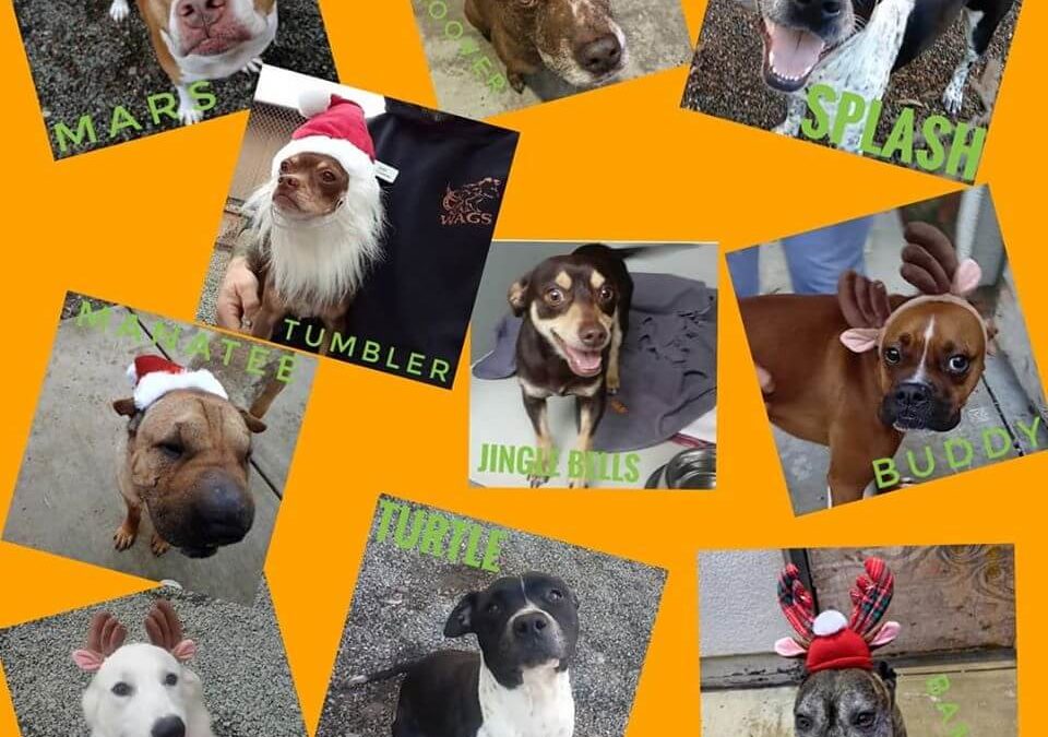 10 Dogs available for holiday event