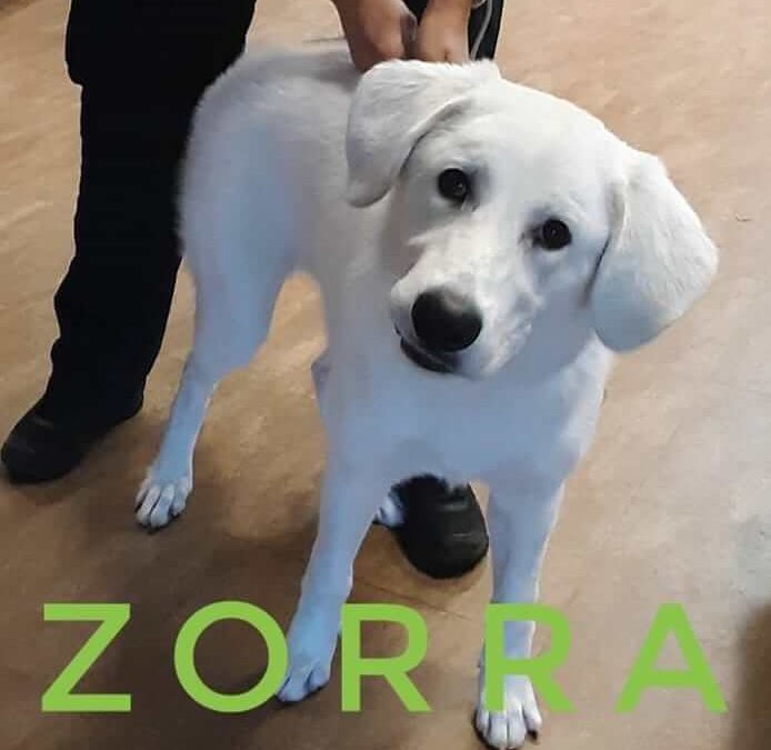 zorra dog for adoption wags