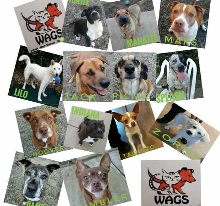 wags dogs available for adoption