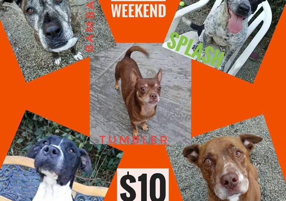 weekend adoption WAGS special