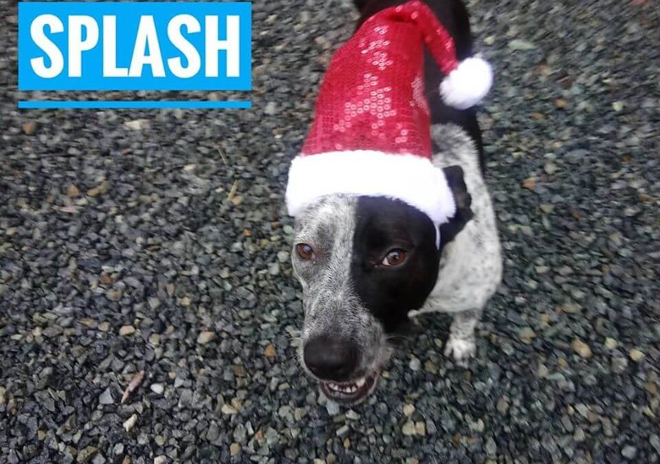 westminster WAGS splash dog with santa holiday hat