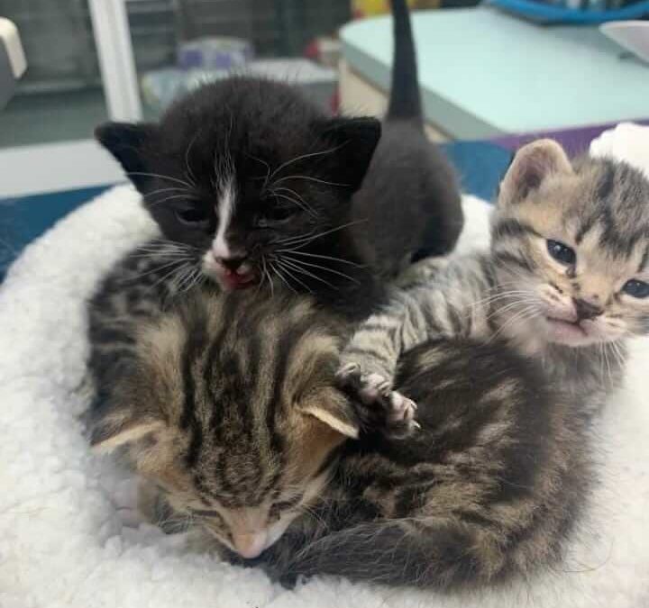 Transitional kittens needs fostering