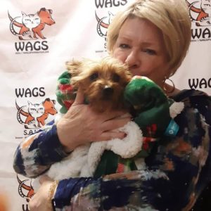 sweet little dog adopted now at wags