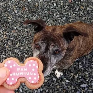 paw humbug treat for brown dog