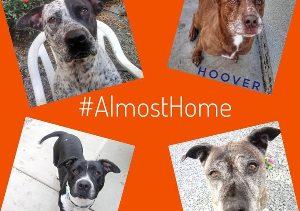 almost home dogs for adoption holidays