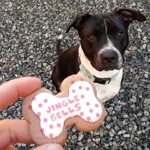 jingle bells treat for dog wags