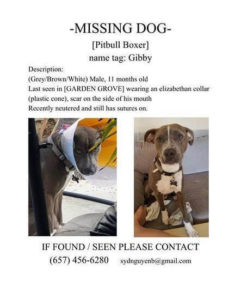 missing pitbull boxer poster