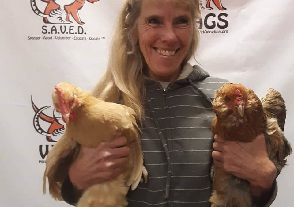 adopted roosters blond women