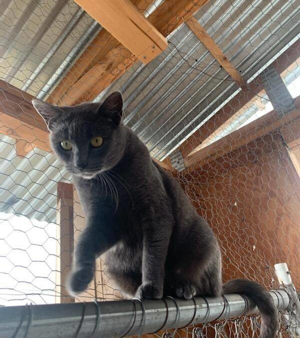 british shorthair cat on rails