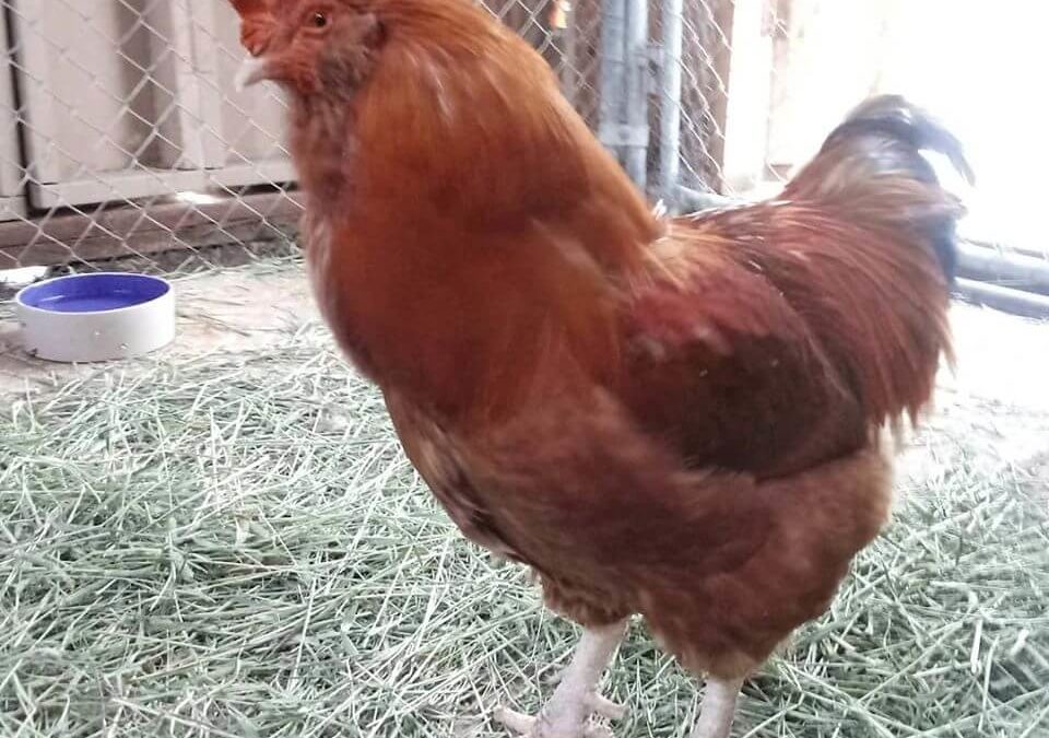 Don’t forget WAGS has roosters available for adoption!