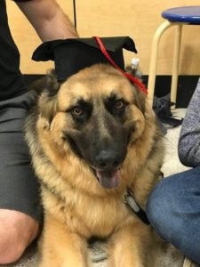 k9 dog with academic hat