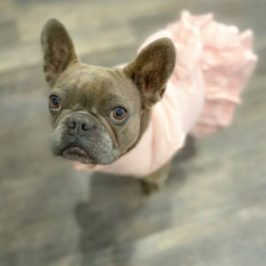 gray bulldog with pink dress looking up