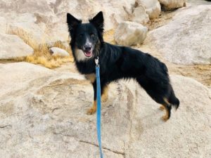 cash previously captain on rocks with blue leash