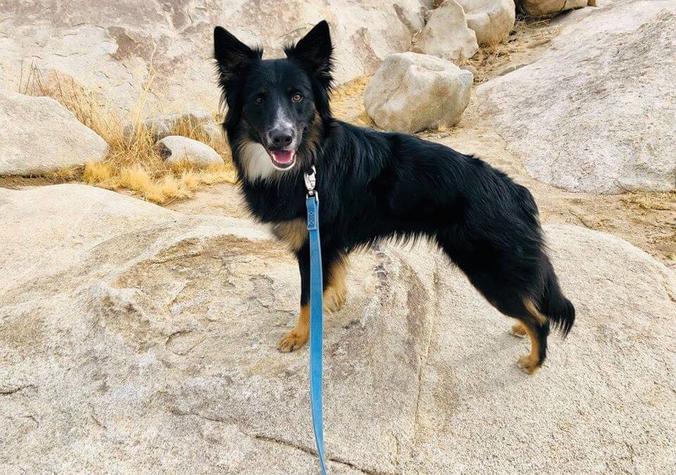 cash previously captain on rocks with blue leash