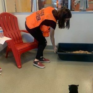 volunteer moves food tray for pets