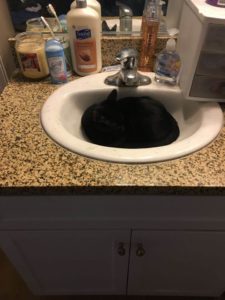 black cat resting in sink shaggy to lucine snuggle