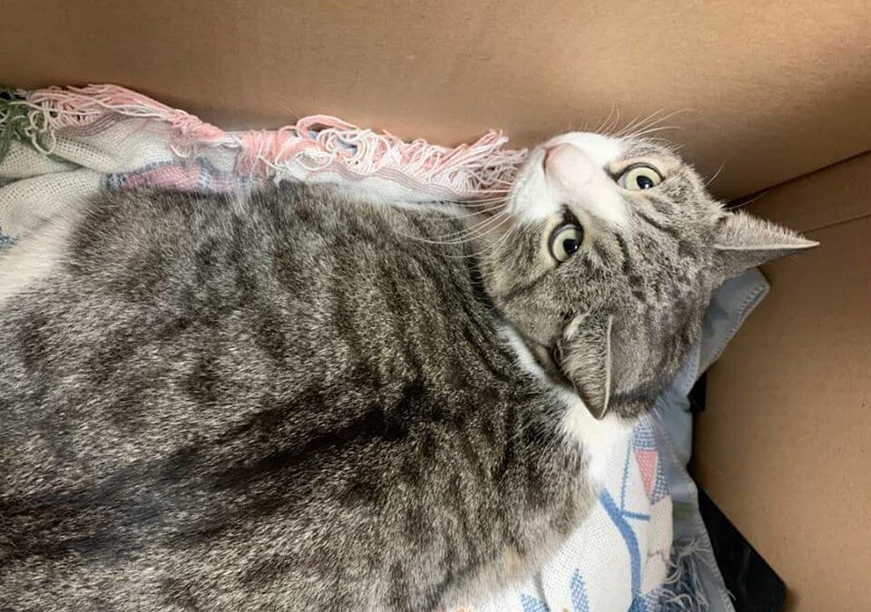 large female cat in box with blanket