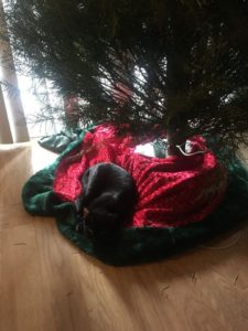 lucine resting under pine indoor christmas pine tree