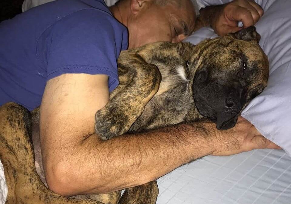 fiji sleeping with owner on bed spooning