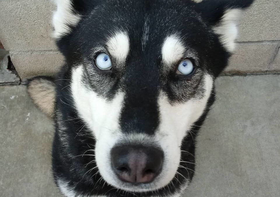 husky tanis looking for a home
