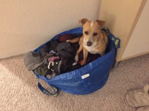 miso former alfred stays on laundry