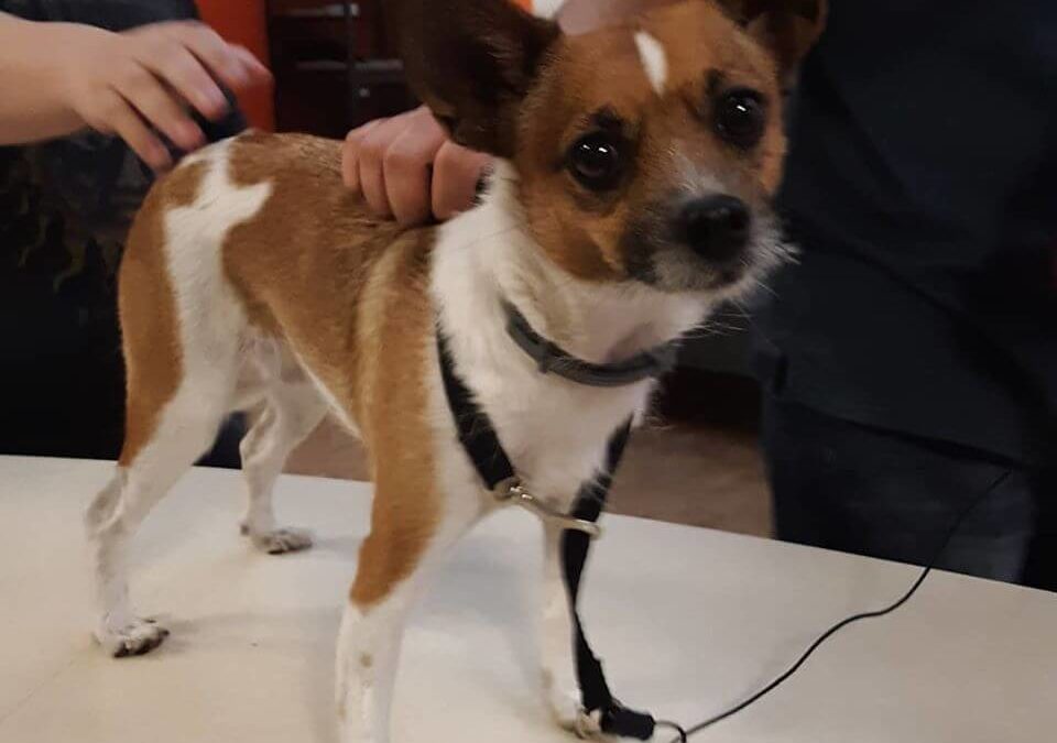 small bicolor dog lost brown and white