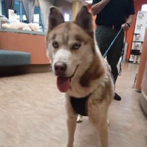 husky light brown lost leashed