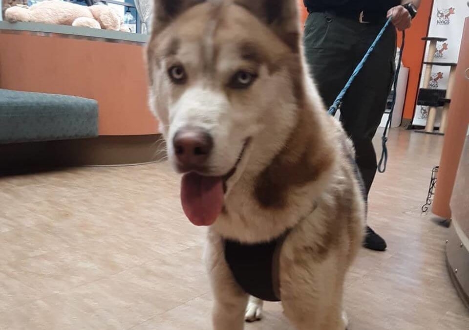 husky light brown lost leashed