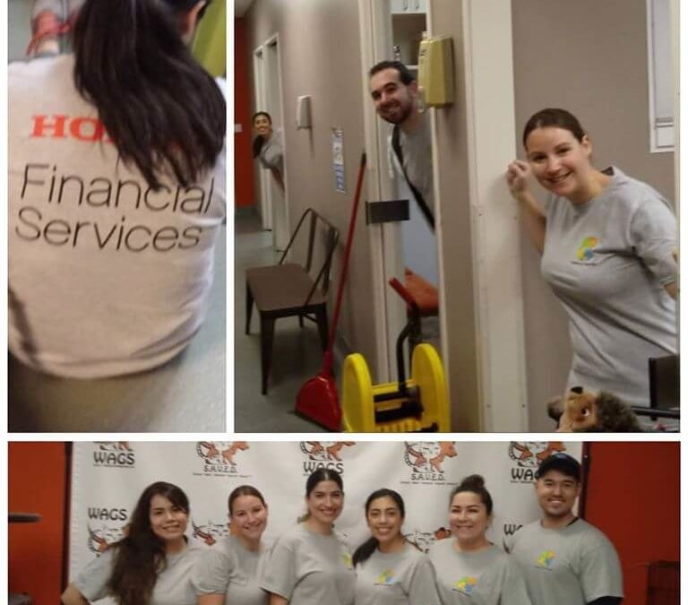 honda financial services volunteer at wags adoption westminster