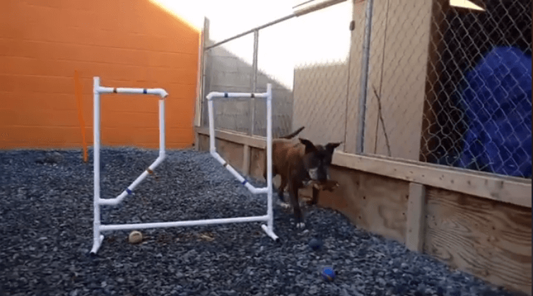 feeling playful bambam wags obstacle yard