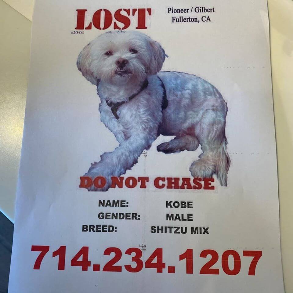 Lost puppies near sales me