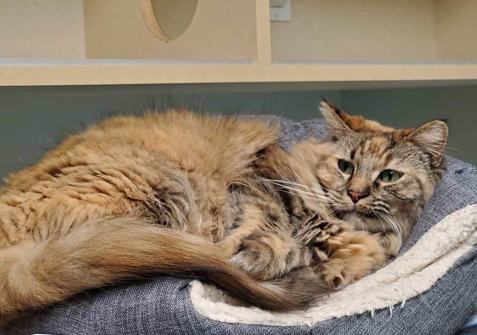 Barbary is a GORGEOUS 2 year old long hair cat