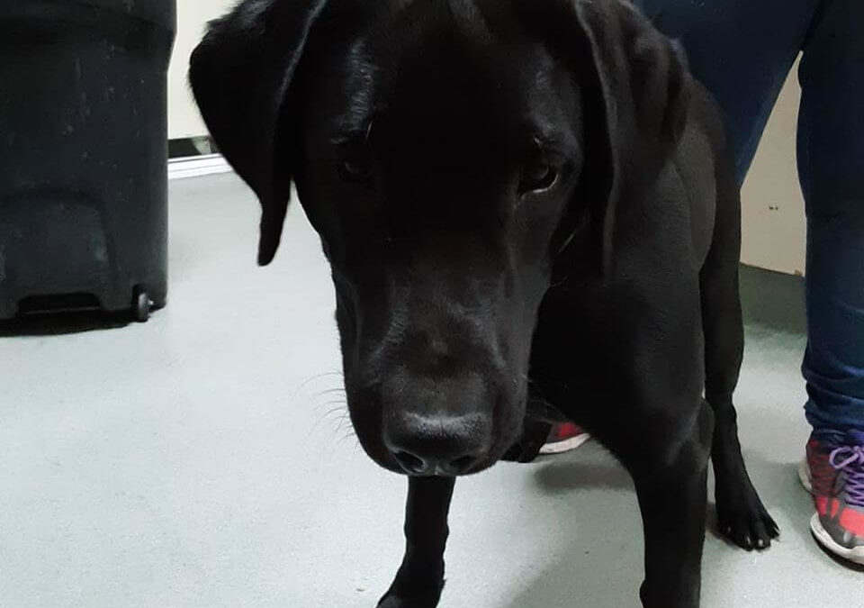Intact male Lab found on Beach and Katella.