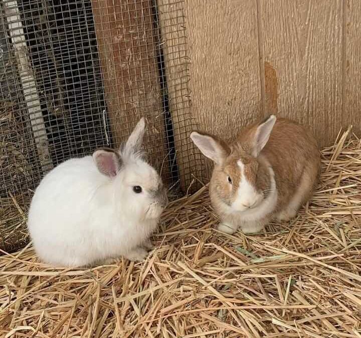 asian lionhead rabbit and boucher brown and white rabiit