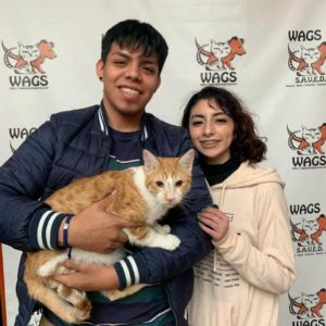 tabby orange and white WAGS oriole got adopted